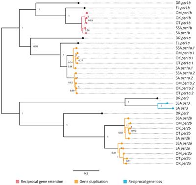 Rhythmic Clock Gene Expression in Atlantic Salmon Parr Brain